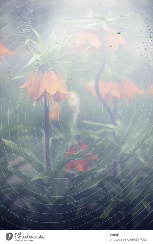 dahingehaucht Umwelt Natur Pflanze Frühling Blume exotisch natürlich grün Wasserdampf feucht Gewächshaus Farbfoto Außenaufnahme Menschenleer Tag
