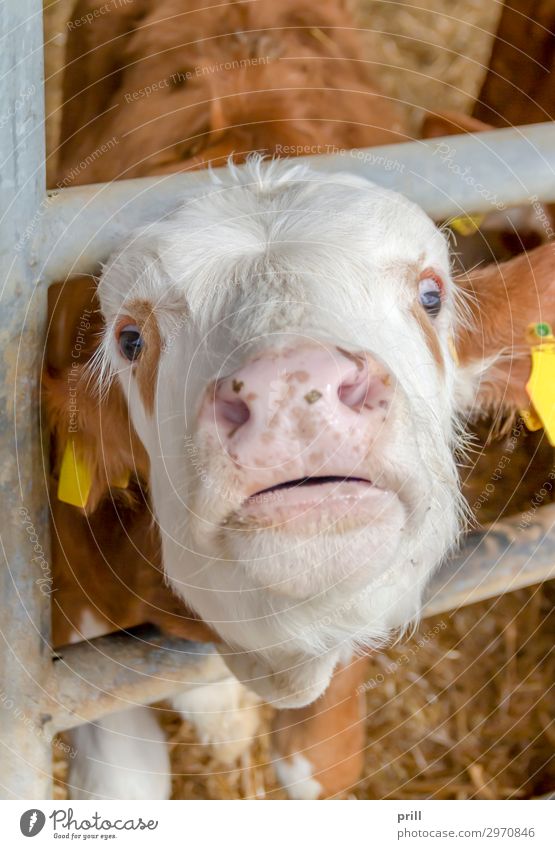 suffering calf Fleisch Landwirtschaft Forstwirtschaft Tier Bauwerk Gebäude Kuh braun weiß Angst Kalb eingezwängt jung leid leidend notleidend Tierschutz Folter