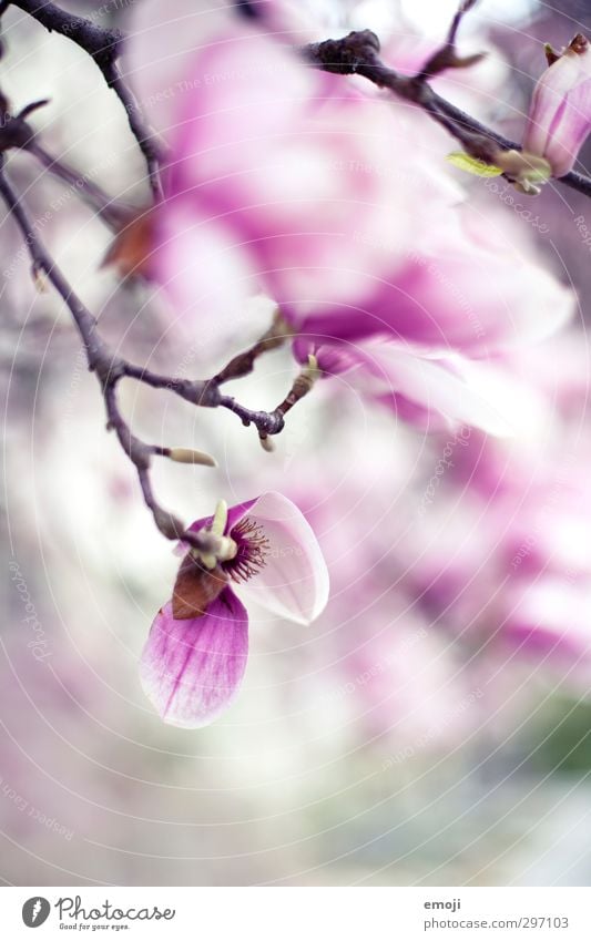 magnolia Umwelt Natur Pflanze Frühling Baum Blume Blüte rosa Magnolienbaum Magnolienblüte Farbfoto Außenaufnahme Makroaufnahme Menschenleer Tag