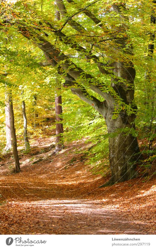Gesegneter Weg Natur Sonne Herbst Schönes Wetter Pflanze Baum Blatt Buche Wald Wege & Pfade ästhetisch Freundlichkeit hell natürlich schön gelb grün orange