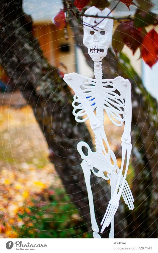 Hallo Wien! USA Kleinstadt Tod skurril Halloween Geister u. Gespenster Medizinisches Instrument Skelett Schädel spukhaft Feste & Feiern Farbfoto Außenaufnahme