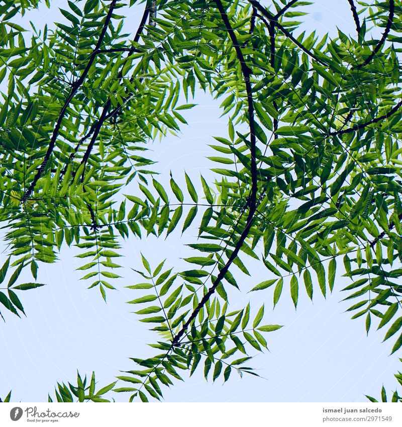 grüne Baumblätter und -äste in der Natur im Sommer Ast Blatt hell Sonnenlicht abstrakt Konsistenz Außenaufnahme Hintergrund neutral Beautyfotografie