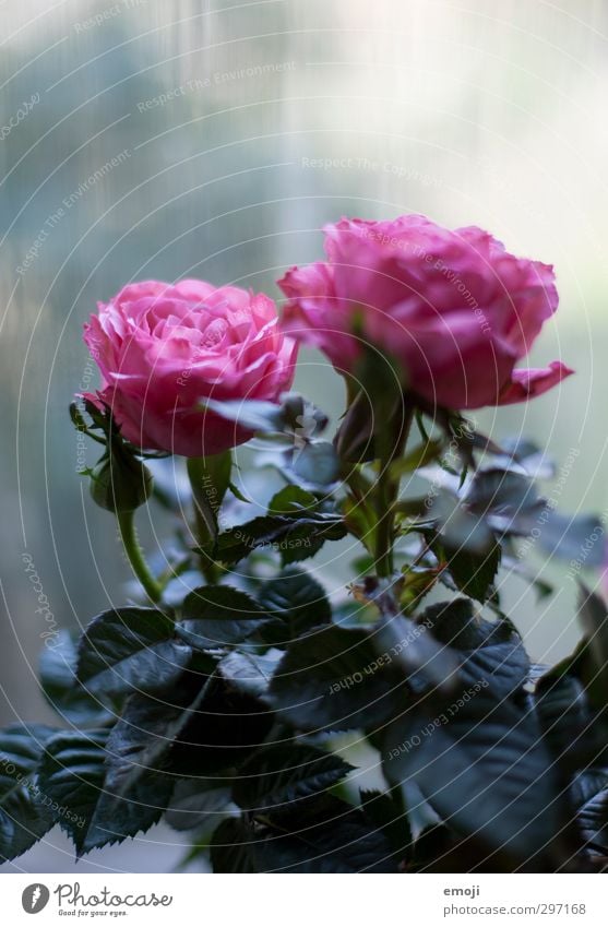 kühl Umwelt Natur Pflanze Frühling Blume Rose Blüte kalt natürlich rosa Farbfoto Außenaufnahme Menschenleer Textfreiraum oben Tag Schwache Tiefenschärfe