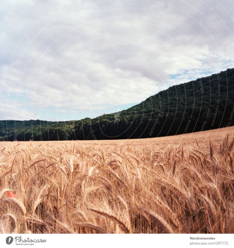 Sommer Lebensmittel Getreide Bioprodukte Sinnesorgane Landwirtschaft Forstwirtschaft Landschaft Pflanze Himmel Klima Wetter Nutzpflanze Feld Wald Hügel Wachstum