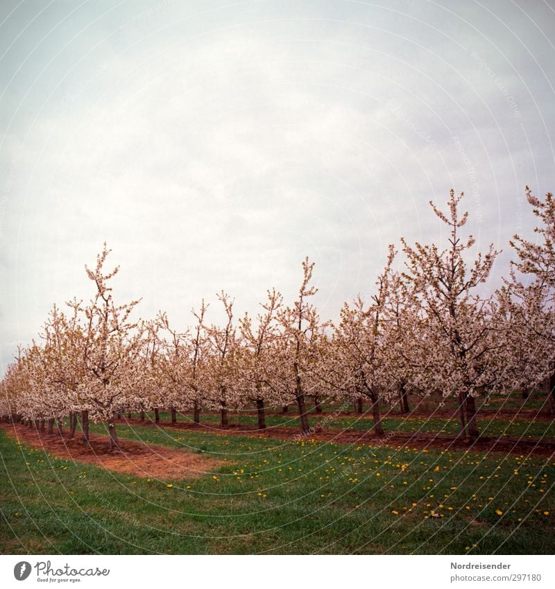 Kirschblüte Frucht Bioprodukte Sinnesorgane Duft Natur Pflanze Frühling Baum Wiese Feld Blühend leuchten Wärme mehrfarbig Romantik Beginn Farbe rein Plantage