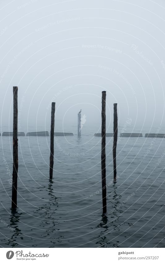 Trübsal mit Vogel Natur Wasser Winter schlechtes Wetter Nebel Küste Meer Venedig Hafenstadt kalt trist blau Einsamkeit Endzeitstimmung Vergänglichkeit
