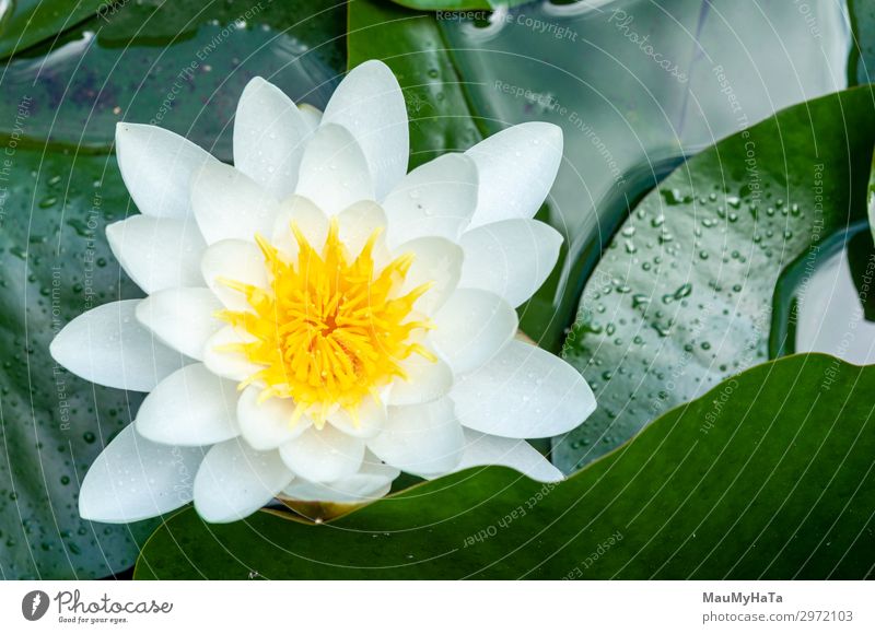 Blume der Seerose weiß geschlüpft exotisch Tourismus Meer Insel Wellen Kultur Natur Blüte Park Wald Vulkan Segelboot Vogel heiß nass wild grün Schutz Lilien