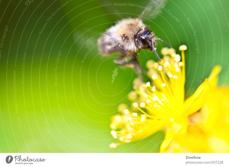 Der Sommer kommt Natur Pflanze Tier Frühling Schönes Wetter Blüte Garten Wiese Biene 1 Blühend Duft füttern genießen träumen authentisch Fröhlichkeit frisch