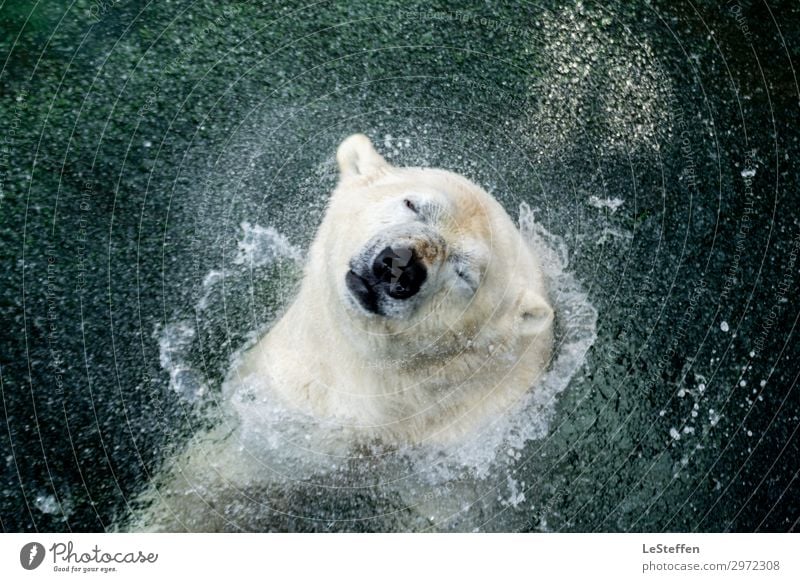 head shaking polar bear / Kopfschüttelder Eisbär Natur Tier Wasser Wassertropfen Hannover Stadtzentrum Zoo Wildtier Tiergesicht Fell 1 Tropfen atmen Bewegung