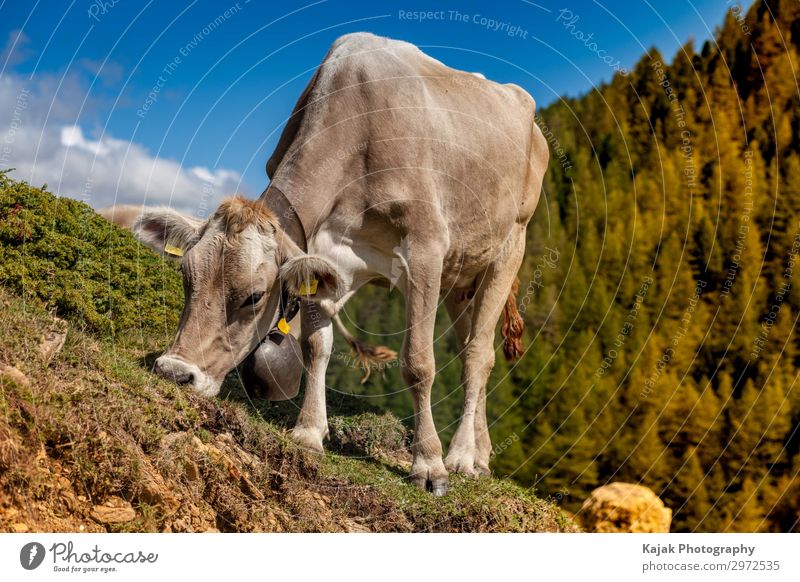 Glückliche Kuh in Wallis - Schweiz Fleisch Käse Joghurt Milch Ferien & Urlaub & Reisen Tourismus Berge u. Gebirge Umwelt Landschaft Pflanze Tier Sommer Nutztier