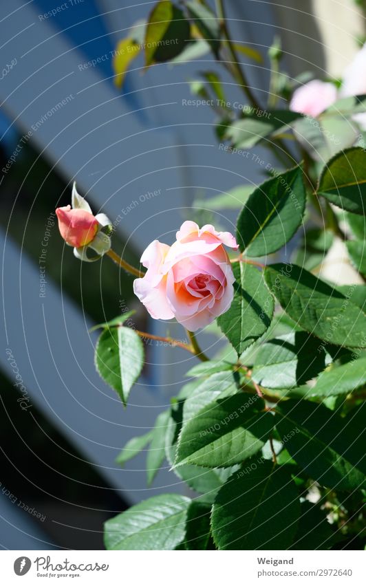 Rose Sinnesorgane Duft Häusliches Leben Haus Feste & Feiern Valentinstag Natur Pflanze Blume Blüte Frühlingsgefühle Vorfreude Mut Leidenschaft Vertrauen