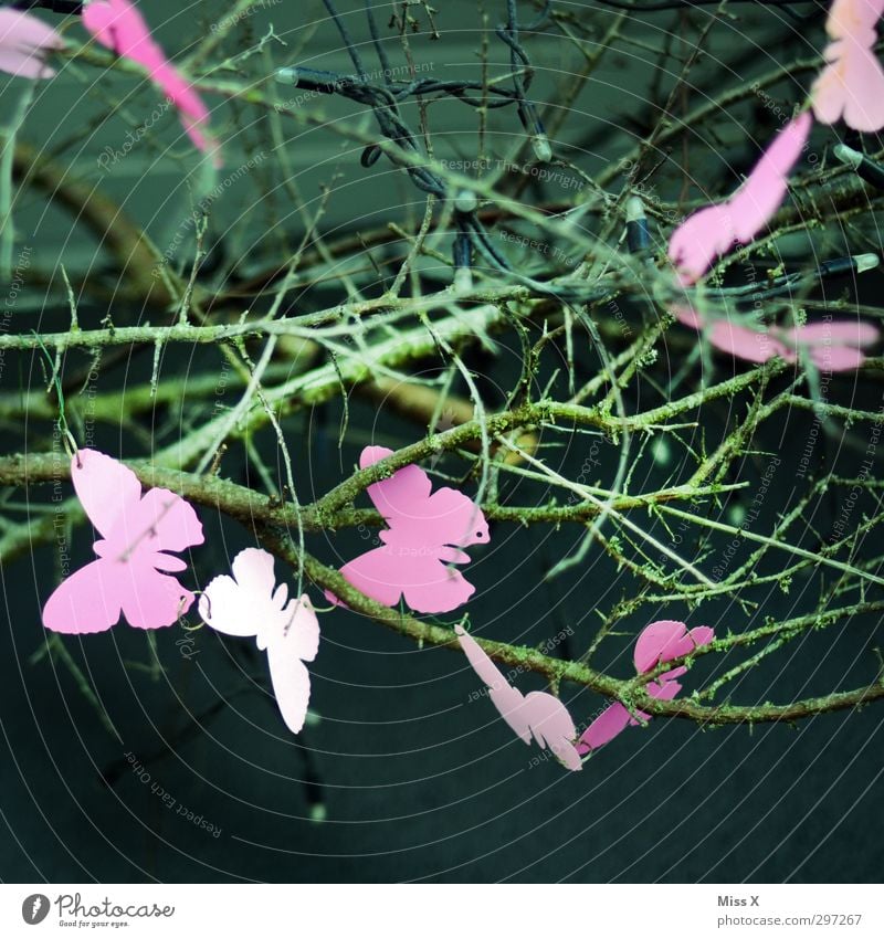 Schwarm Sträucher Tier Schmetterling fliegen rosa Dekoration & Verzierung Frühling Farbfoto mehrfarbig Nahaufnahme Muster Menschenleer Schwache Tiefenschärfe