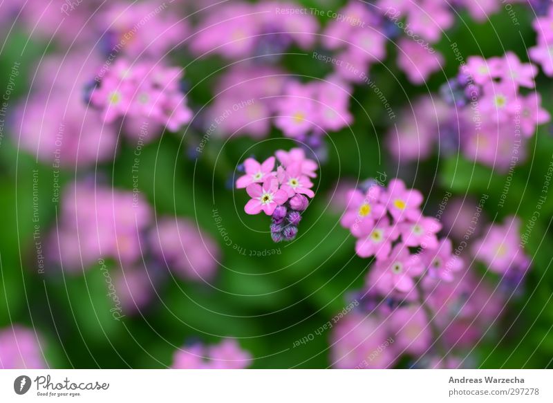 Klein und Lila Umwelt Natur Pflanze Frühling Blume Blatt Blüte Park authentisch frei nah schön grün violett rosa Ferne Farbfoto mehrfarbig Außenaufnahme