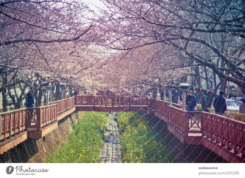 Kirschblüten Mensch Leben Natur Frühling Schönes Wetter Baum Blüte "Jinhae chinhae" Korea Asien Stadt Stadtzentrum bevölkert Brücke Garten Sehenswürdigkeit