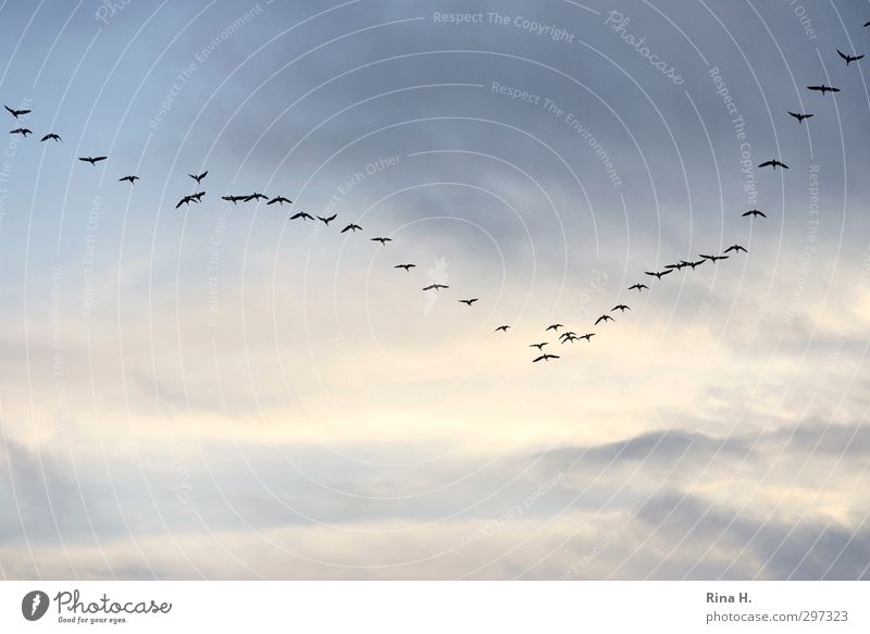 Formation Natur Himmel Wolken Schönes Wetter Vogel Schwarm fliegen Freiheit Vertrauen Zusammenhalt Zugvogel Farbfoto Außenaufnahme Menschenleer