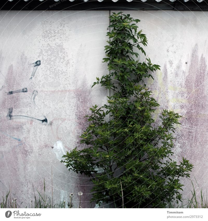 ...oder so schöner? Pflanze Baum Gras Gebäude Mauer Wand Dach Linie Wachstum alt einfach kaputt trashig grau grün violett schwarz weiß Farbfoto Außenaufnahme