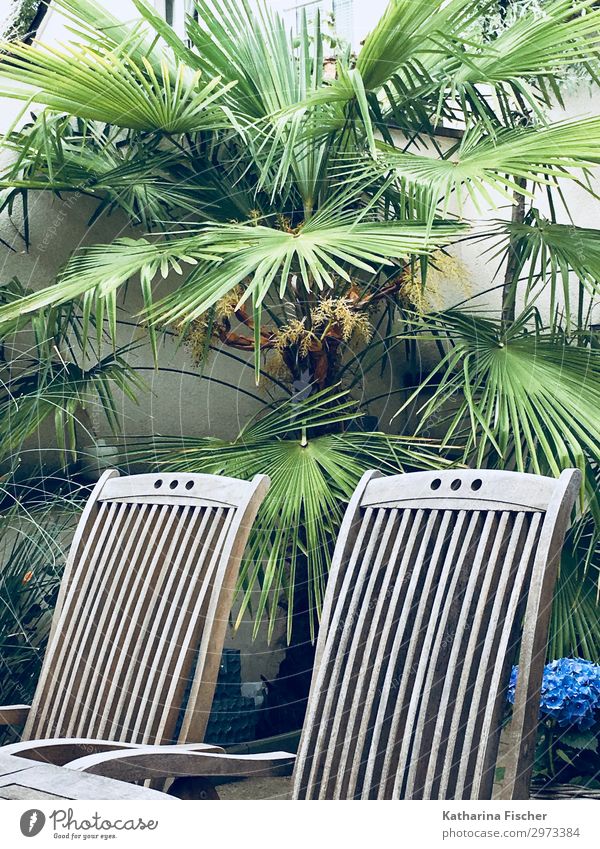 Relaxing area Sommer Natur Frühling Pflanze Palme blau braun grün türkis weiß Erholung Palmenwedel Stuhl Holz Farbfoto Außenaufnahme Menschenleer Morgen Tag
