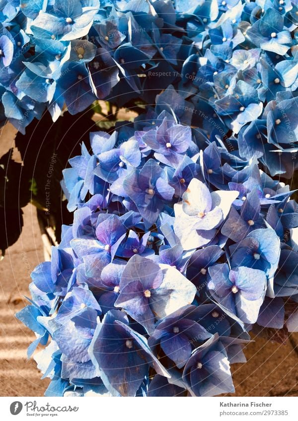 Hortensien blue one Pflanze Frühling Sommer Herbst Blume Blatt Blüte Blühend schön blau violett weiß Blumenstrauß Farbfoto Außenaufnahme Nahaufnahme