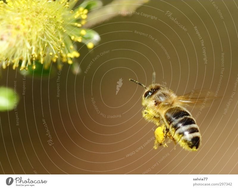 Landeanflug 1 Umwelt Natur Pflanze Frühling Schönes Wetter Sträucher Blüte Wildpflanze Tier Nutztier Wildtier Biene Arbeit & Erwerbstätigkeit Blühend Duft