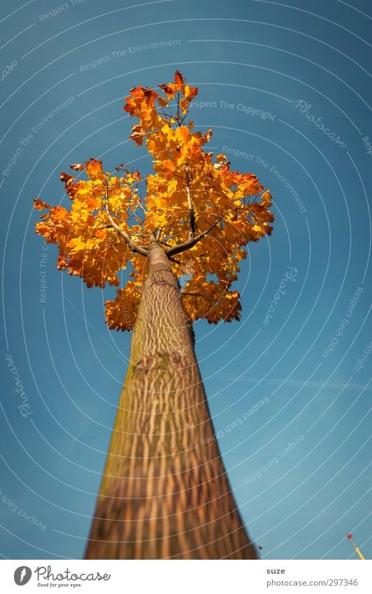 Größenwahn Umwelt Natur Pflanze Himmel Wolkenloser Himmel Herbst Klima Wetter Schönes Wetter Baum ästhetisch groß hoch schön Spitze blau herbstlich Herbstbeginn