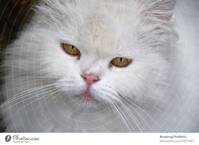 Nahaufnahme Porträt einer weißen Hauskatze Tier Haustier Katze Tiergesicht 1 groß niedlich gelb heimisch Hintergrund Schnurrhaar Schnauze Perserkatze Auge