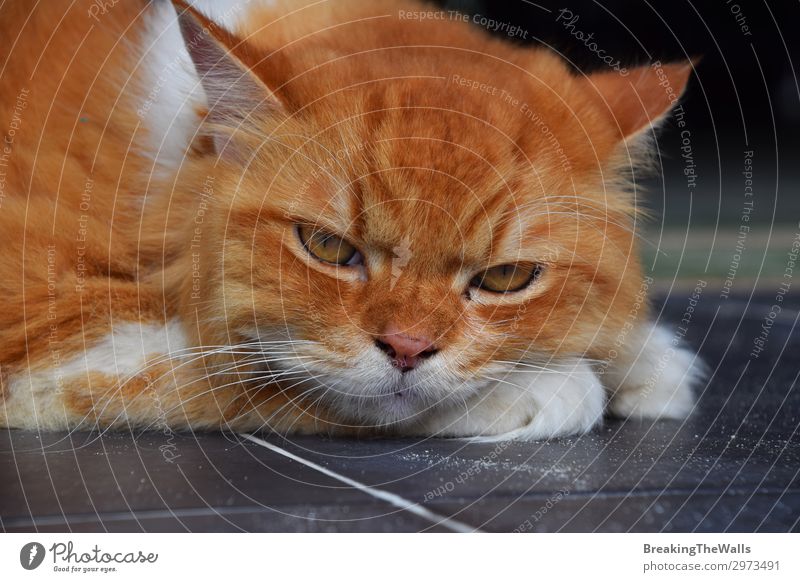 Nahaufnahme Porträt einer Hauskatze mit rotem Ingwer Erholung Tier Haustier Katze Tiergesicht 1 groß schön niedlich braun weiß Gefühle Stimmung Traurigkeit