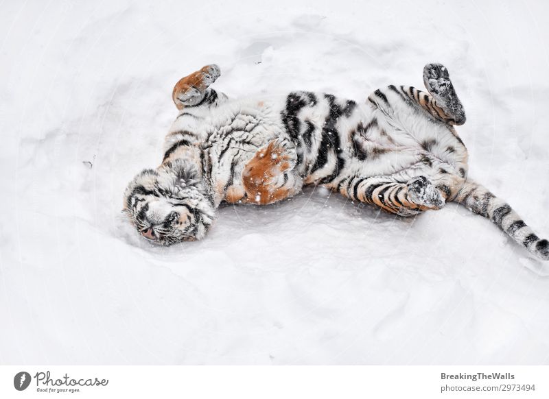 Sibirischer Tiger spielt im weißen Winterschnee Spielen Natur Wetter Schnee Tier Wildtier Zoo 1 frisch Sauberkeit wild sibirisch amur Mark ruhen spielerisch