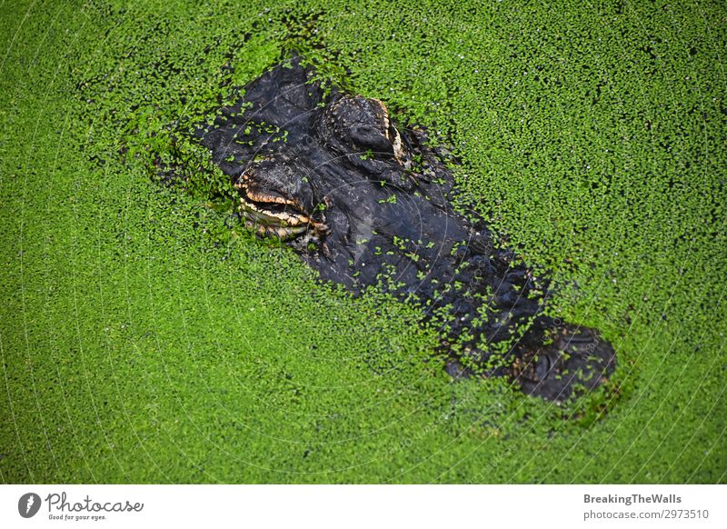 Nahaufnahme des Krokodils in grünem Entengrün Natur Fluss Tier Wildtier Tiergesicht Zoo 1 hässlich wild gefährlich Farbe Alligator Entengrütze Top Aussicht Höhe