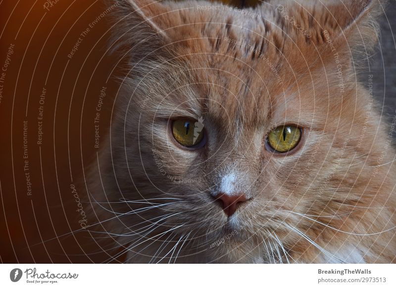 Nahaufnahme Porträt von Ingwer Hauskatze Tier Haustier Katze Tiergesicht 1 groß niedlich braun heimisch Hintergrund tiefstehend Winkel Aussicht Schnurrhaar