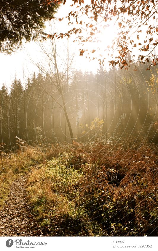 Herbstwald wandern Umwelt Landschaft Pflanze Erde Luft Sonne Sonnenlicht Nebel Baum Gras Wald Hügel atmen leuchten Erholung Frieden Stimmung Wege & Pfade