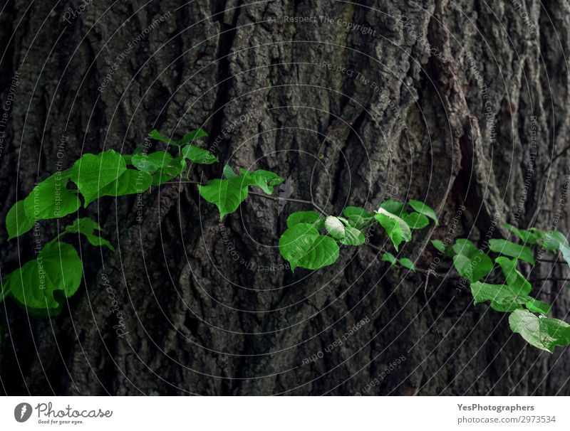 Lindenrinde und grüne Blätter Leben Sommer Umwelt Natur Pflanze Blatt Wald alt frisch Hintergrund Rindenbaum groß Ast Riss gekrümmt Kurven ökologisch Rahmen