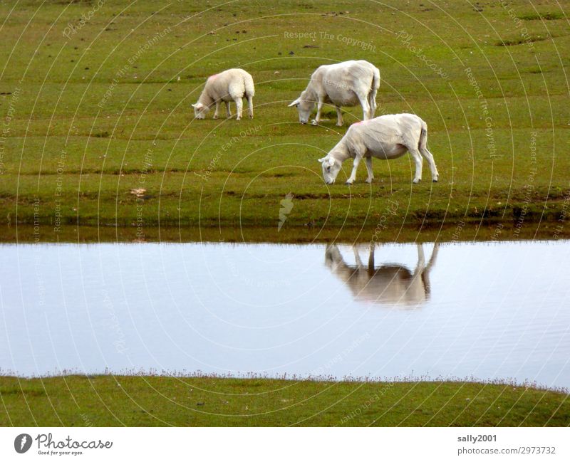 frisch geschoren... Schaf weiß Schafe Weide Wiese Gras Fluß Reflexion & Spiegelung fressen grasen Nutztier Tier Herde Tiergruppe Schafherde Landwirtschaft