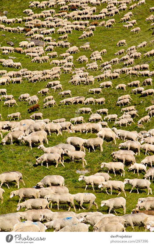 Das Lärmen der Lämmer Umwelt Natur Landschaft Tier Hügel Alpen Berge u. Gebirge Nutztier Fell Schaf Schafherde Schafswolle Schaffell Tiergruppe Herde