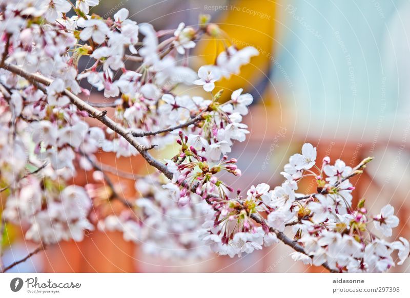 Kirschblüten Natur Pflanze Baum Blüte Garten Park Erholung Chinhae Kyongsang-namdo South Korea "Kirschblüten Frühling" Farbfoto Außenaufnahme Tag Totale