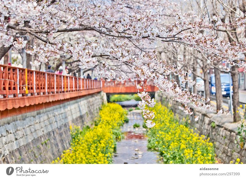 Kirschblüten Natur Pflanze Frühling Schönes Wetter Baum Blüte Garten Park Zufriedenheit Frühlingsgefühle Chinhae Kyongsang-namdo South Korea Farbfoto mehrfarbig