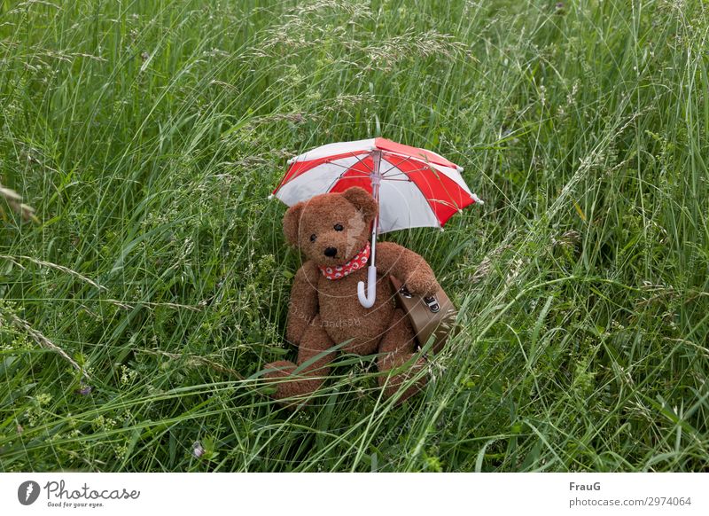 ich bin fertig... Ferien & Urlaub & Reisen Sommer Gras Wiese Regenschirm Halstuch Teddybär sitzen warten kuschlig Vorfreude Farbfoto Außenaufnahme