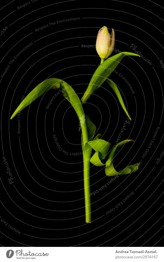 Tulpenkörper Pflanze ästhetisch schön Natur Studioaufnahme Kunstlicht Zentralperspektive