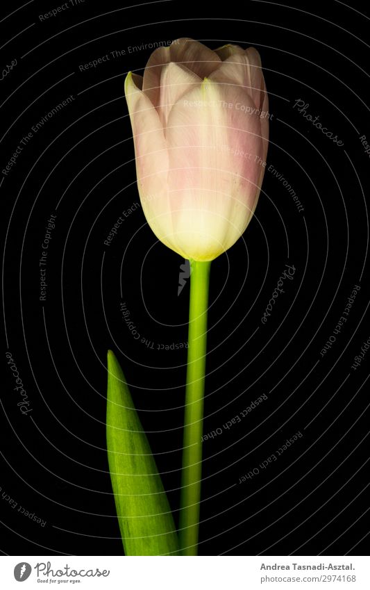 Tulpe Natur Pflanze Blüte Frühlingsgefühle dankbar Innenaufnahme Nahaufnahme Kunstlicht Zentralperspektive