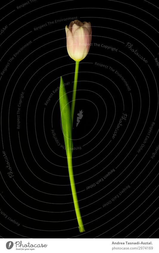 Tulpe Natur Pflanze Blume Dekoration & Verzierung bescheiden dankbar Studioaufnahme Nahaufnahme Kunstlicht