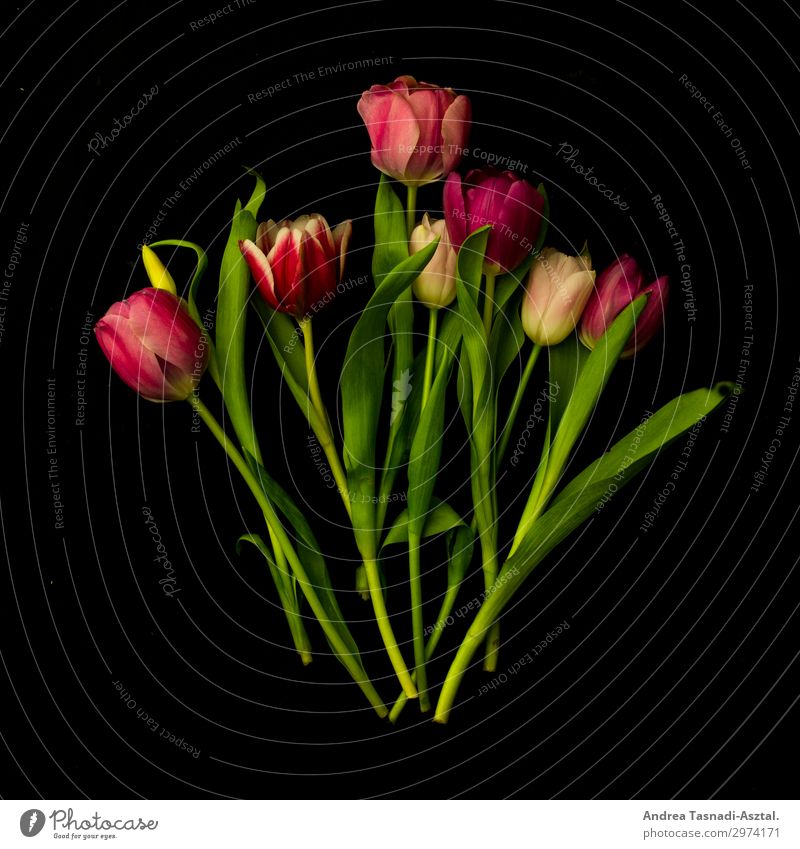 Tulpen Natur Pflanze Blume Frühlingsgefühle Romantik schön Studioaufnahme Kunstlicht Zentralperspektive