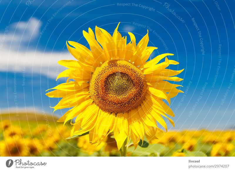 Sonnenblume im Sommer Glück Natur Landschaft Pflanze Urelemente Luft Wolken Klima Blume Blatt Wiese Feld Dorf authentisch frei schön blau gelb Gefühle Freude