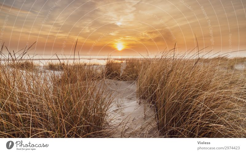 Auszeit Sonnenuntergang orange Strand Düne Stranddüne Meer Dünengras Wolken Dänemark Ferien & Urlaub & Reisen Erholung Nordsee