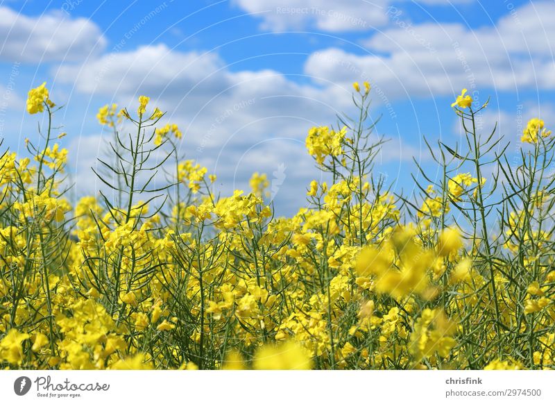Rapsfeld vor blauem Himmel Umwelt Natur Pflanze Blüte Blühend leuchten gelb Farbfoto Außenaufnahme Menschenleer Tag Licht Unschärfe