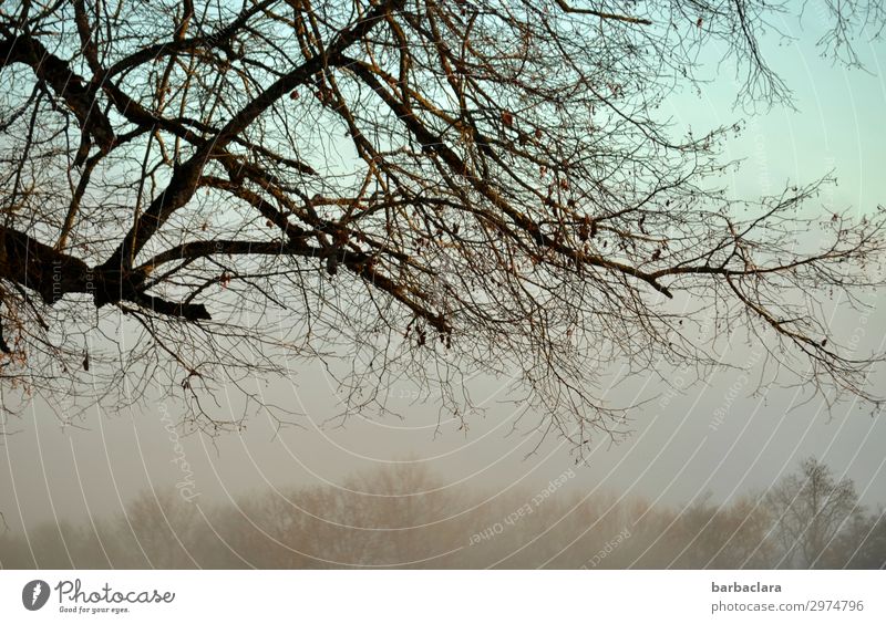 nebulös | Abendstimmung Natur Landschaft Urelemente Himmel Herbst Winter Nebel Baum Sträucher hell Gefühle Stimmung ruhig Klima Wandel & Veränderung Farbfoto