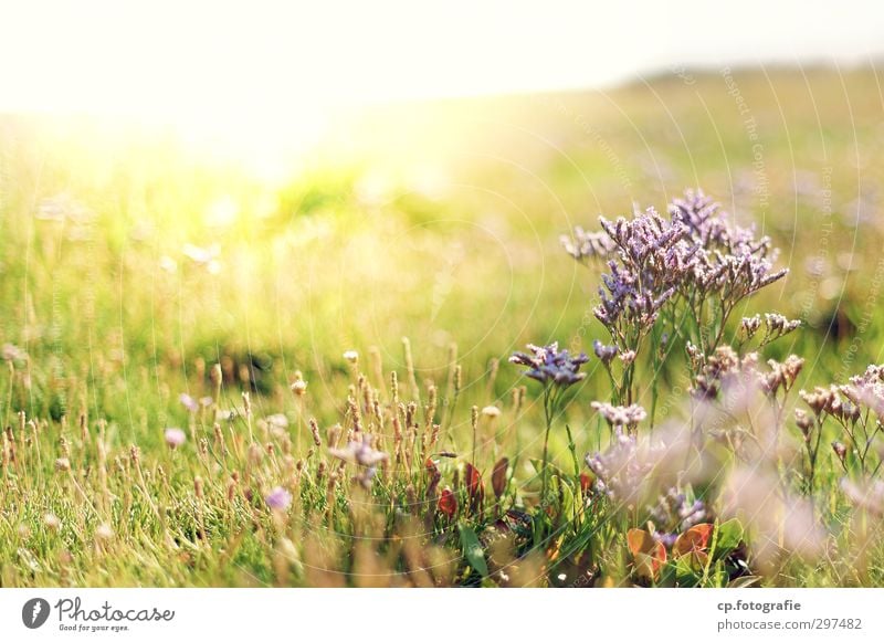Deichwiese in der Sonne Pflanze Sonnenlicht Sommer Schönes Wetter Garten Park Wiese Wärme Blüte Außenaufnahme Menschenleer Textfreiraum links Morgen Gegenlicht