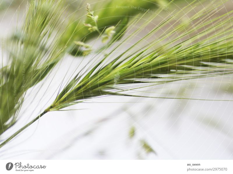 Gräser Gesundheit harmonisch Sommer Natur Pflanze Gras Getreide Granne berühren Bewegung authentisch elegant Freundlichkeit frisch nah modern grün weiß