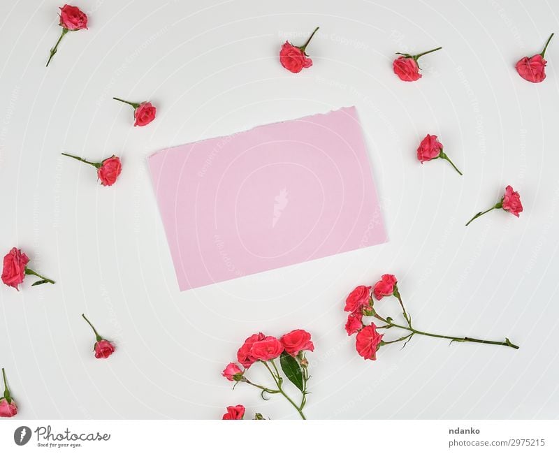 leeres rosa Blatt Papier und Knospen rosa Rose Design schön Sommer Dekoration & Verzierung Hochzeit Natur Pflanze Blume Blüte Blumenstrauß frisch klein