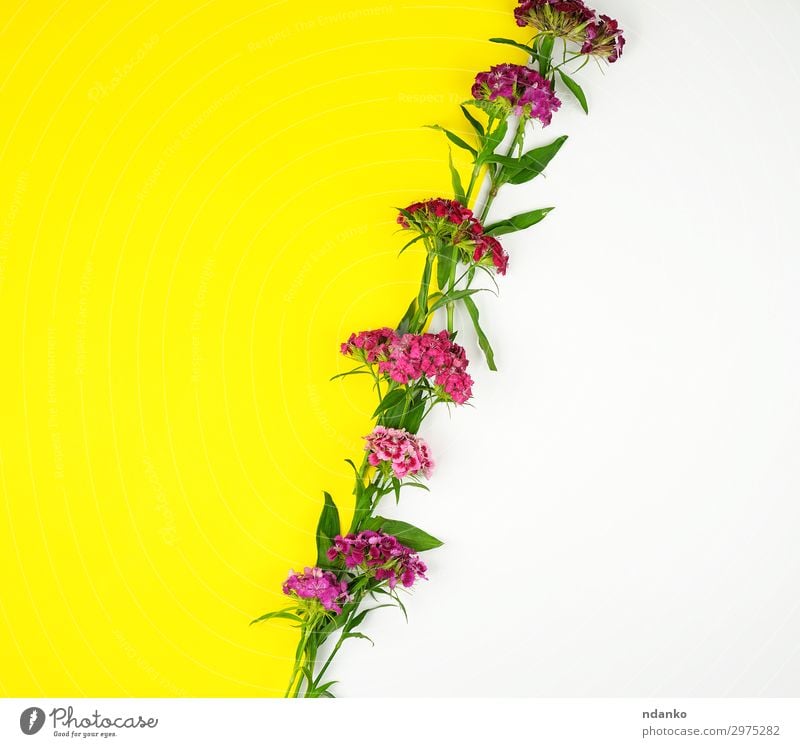 blühende türkische Nelken Dianthus barbatus schön Sommer Dekoration & Verzierung Feste & Feiern Natur Pflanze Blume Blatt Blüte Blumenstrauß Blühend frisch