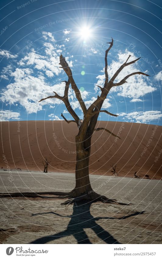 wüste Zeiten Sonne Baum Wüste Namib bedrohlich heiß trocken blau braun gelb Endzeitstimmung Umweltverschmutzung Wandel & Veränderung Sossusvlei Klimawandel