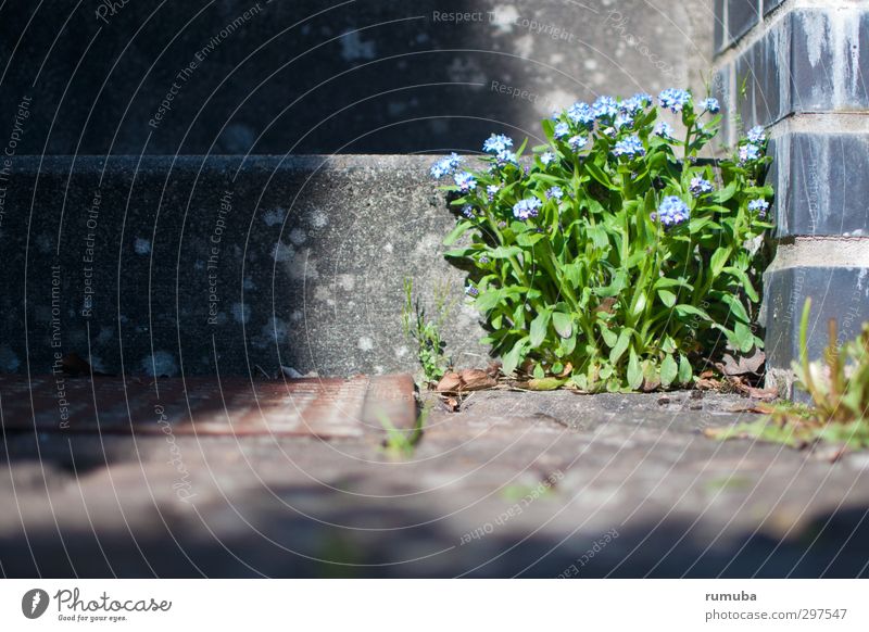 Vergissmeinnicht (Myosotis) Haus Garten Gartenarbeit Natur Pflanze Schönes Wetter Blume Mauer Wand Treppe blau grau grün Willensstärke Mut trotzig Kraft